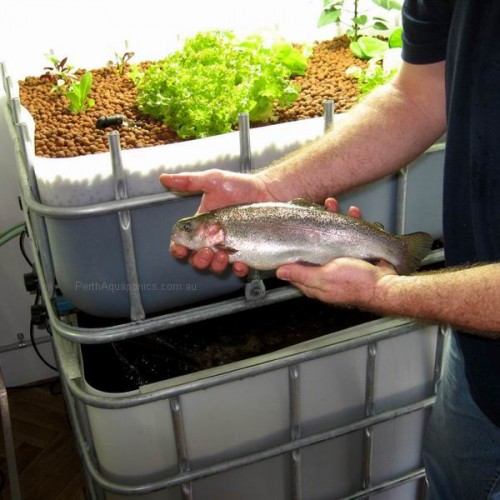 1000L IBC - Food Grade - Green Lid - Perth Aquaponics